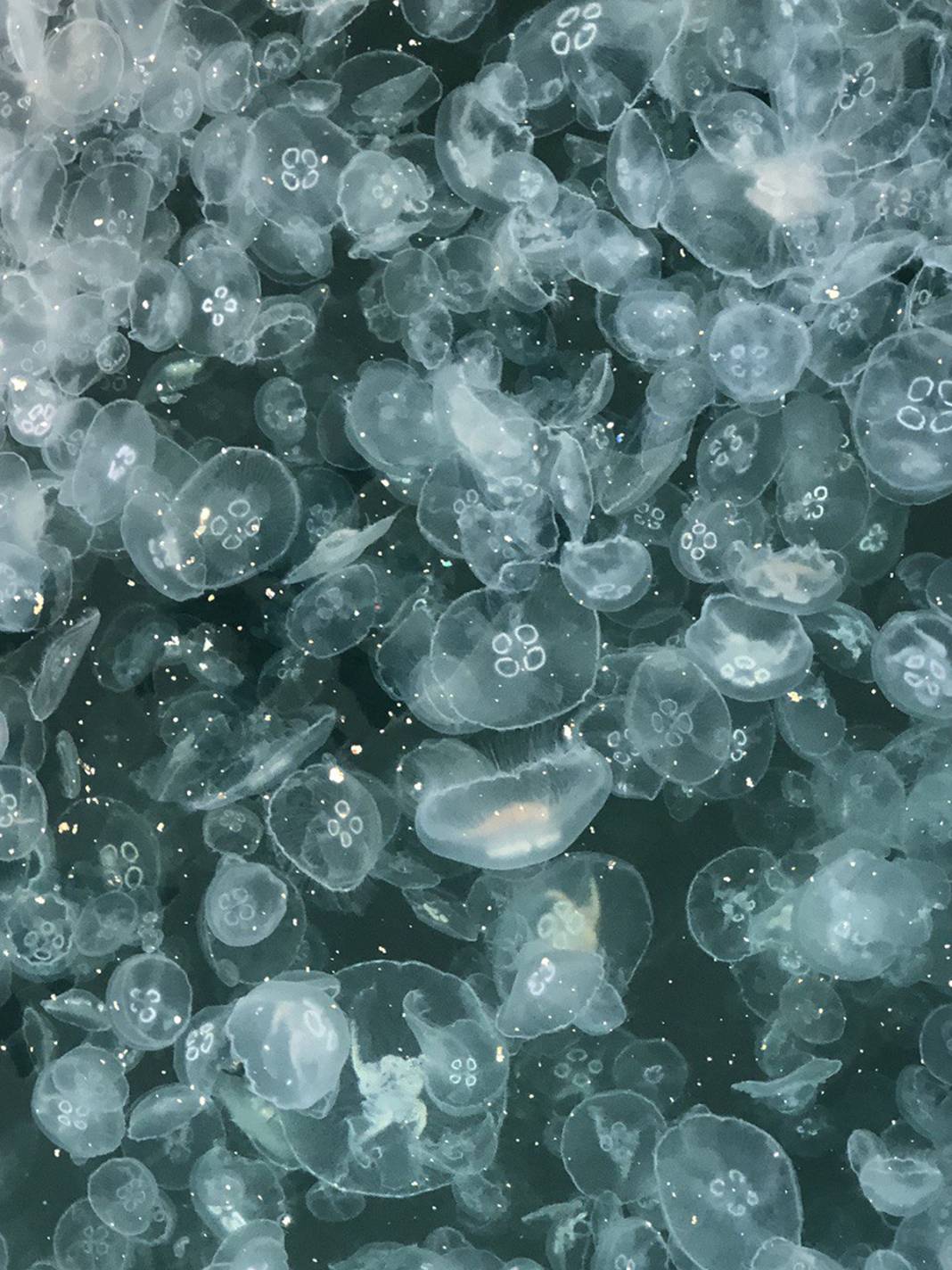 Depremden sonra ikinci tehlike! Marmara Denizi'nde korkutan istila 3